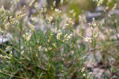 Persicaria angustifolia
