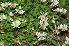 Trifolium pallescens