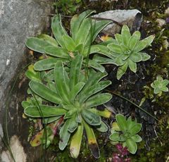 Saxifraga hostii