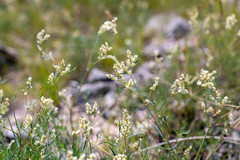 Persicaria angustifolia