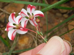 Adenandra marginata