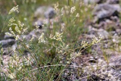 Persicaria angustifolia