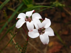 Adenandra marginata