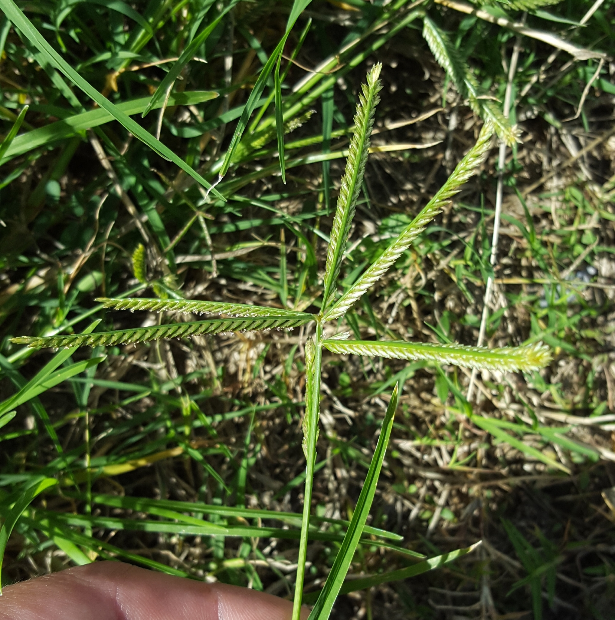 (c) François Rousseu, certains droits réservés (CC BY-NC) https://www.inaturalist.org/observations/90512147