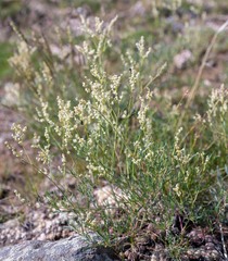 Persicaria angustifolia