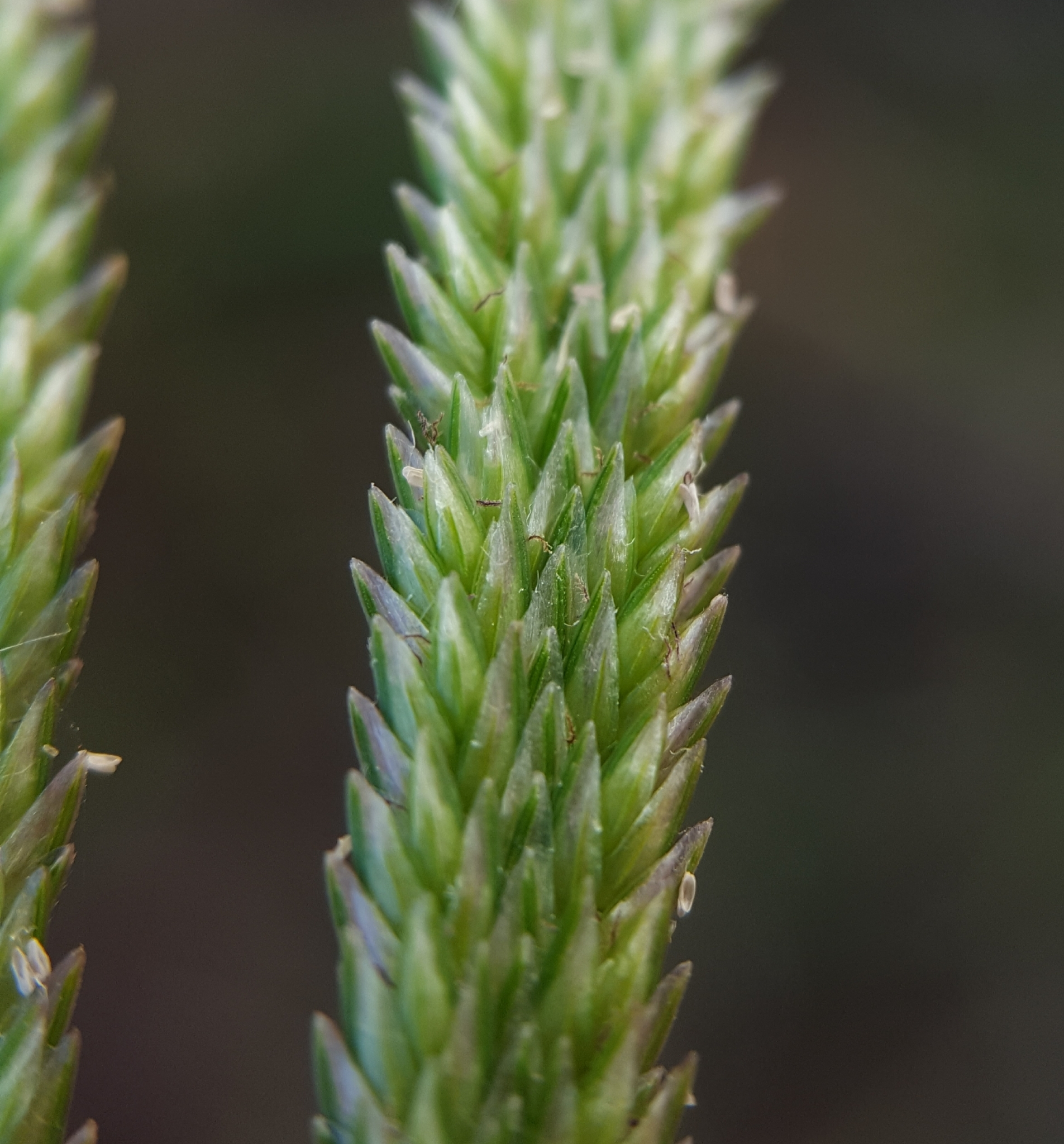 (c) François Rousseu, certains droits réservés (CC BY-NC) https://www.inaturalist.org/observations/90512147