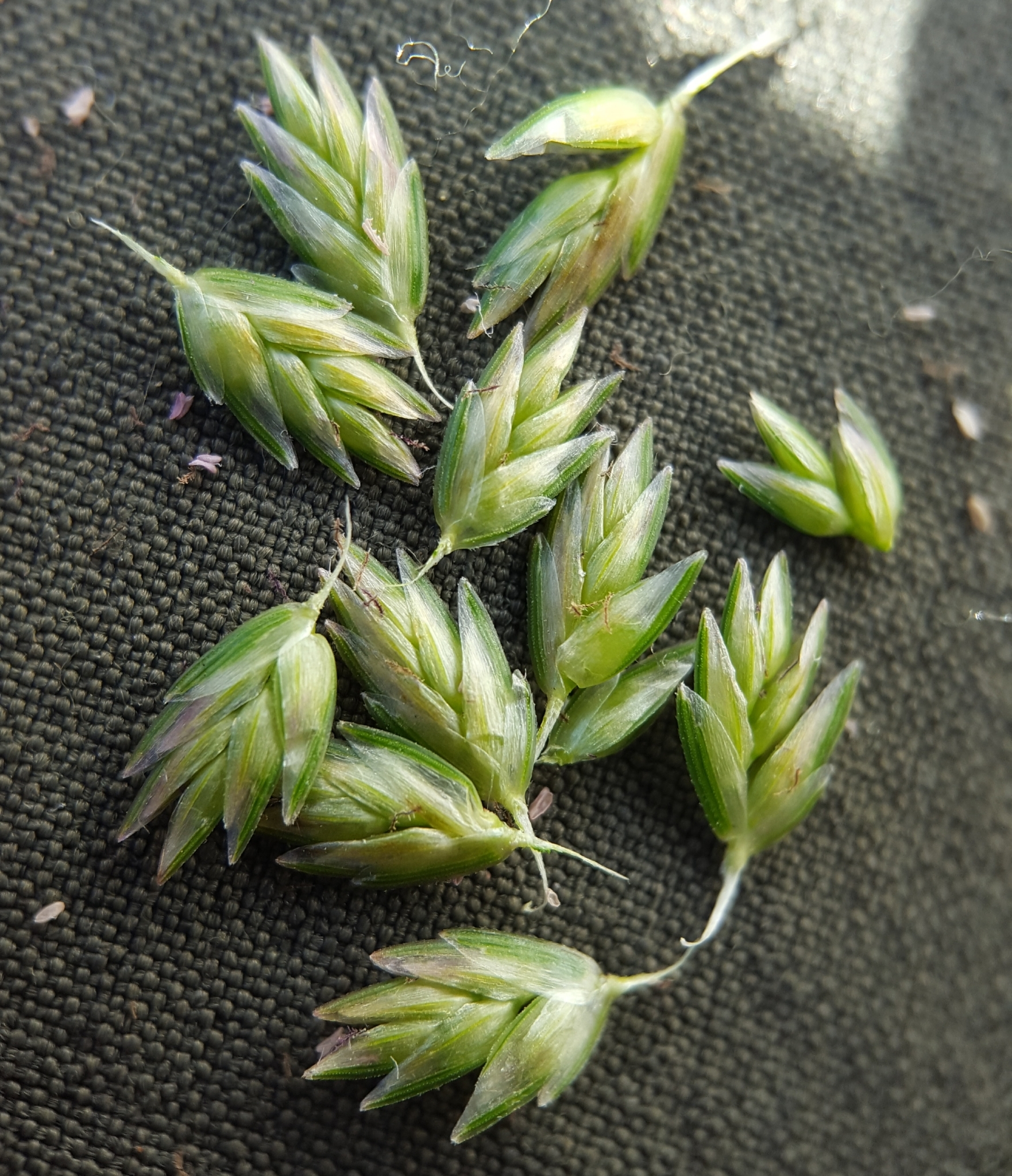 (c) François Rousseu, certains droits réservés (CC BY-NC) https://www.inaturalist.org/observations/90512147
