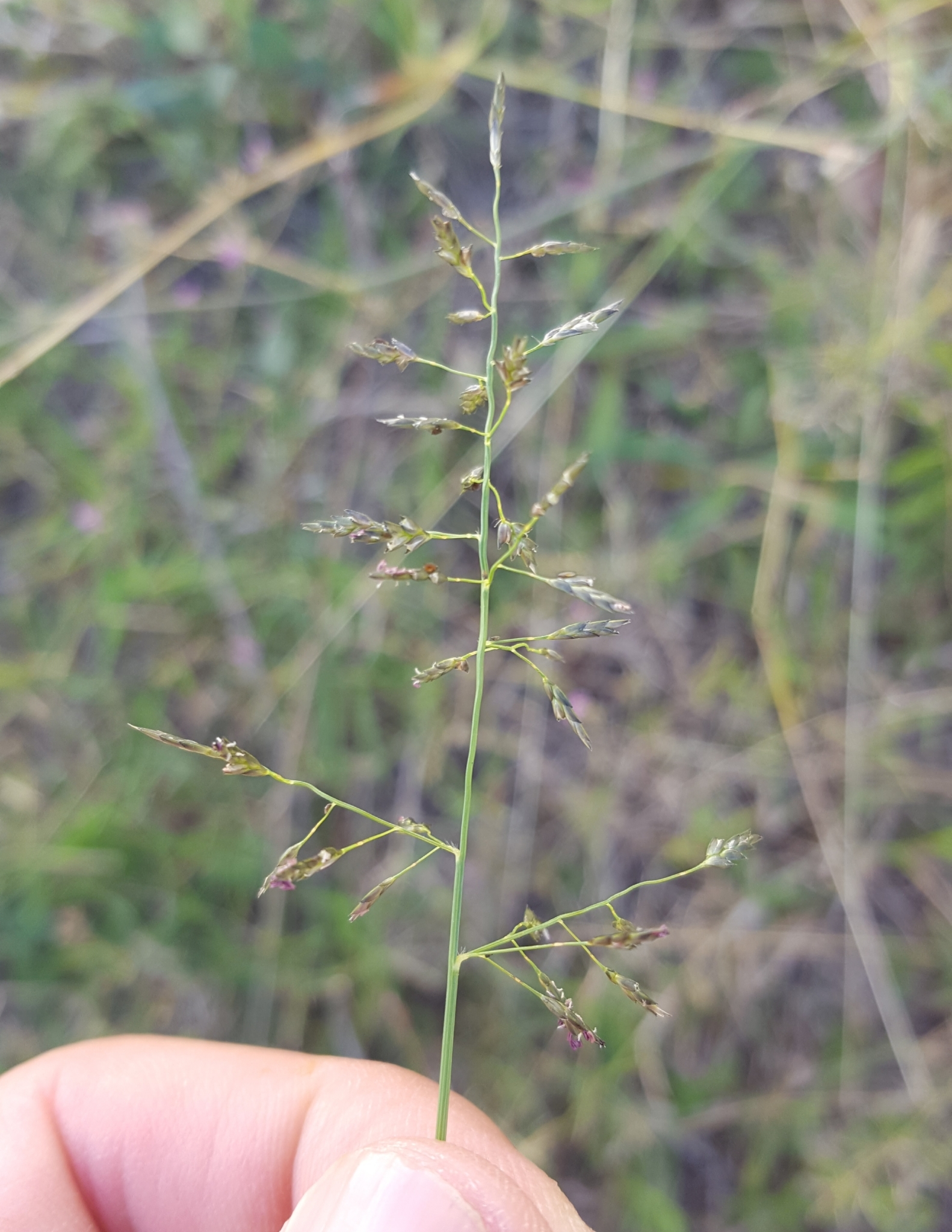 (c) François Rousseu, certains droits réservés (CC BY-NC) https://www.inaturalist.org/observations/90512193