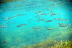 Atherinomorus vaigiensis