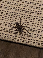 Eratigena duellica