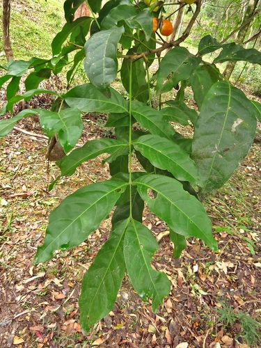 Harpullia pendula