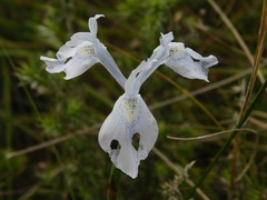 Moraea tripetala
