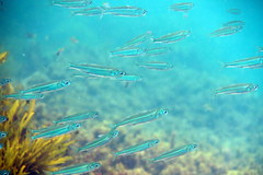 Atherinomorus vaigiensis