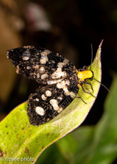 Neurhermes tonkinensis