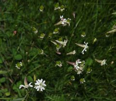Silene saxifraga