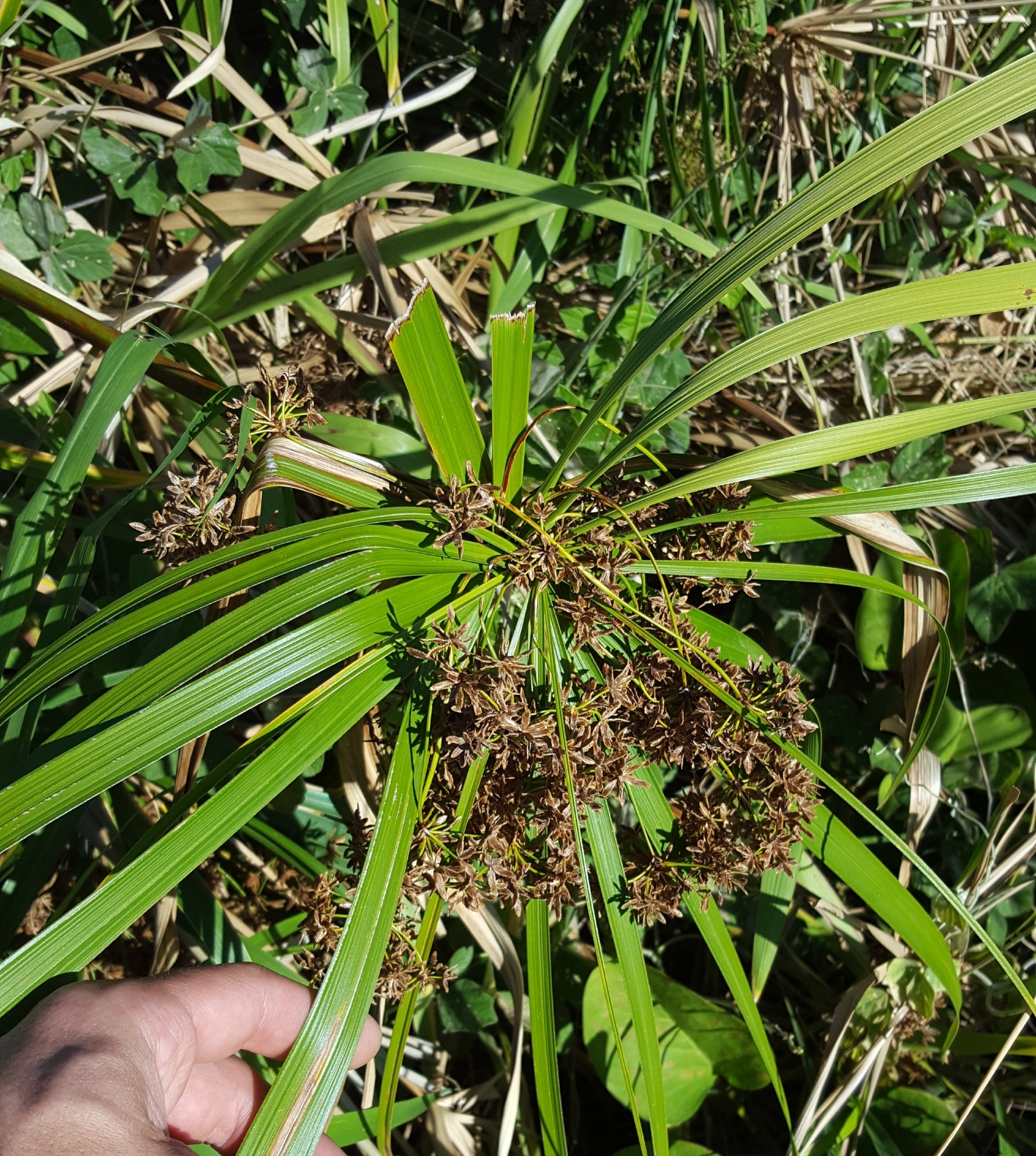 (c) François Rousseu, certains droits réservés (CC BY-NC) https://www.inaturalist.org/observations/90512340
