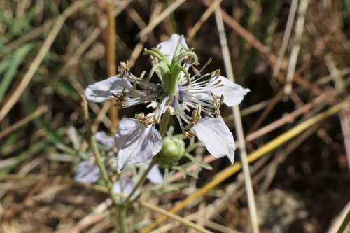 Image of Nigella gallica by (c) Rafael Medina, some rights reserved (CC BY)