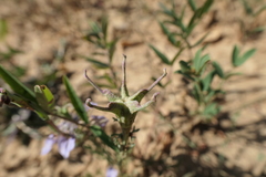 Nigella gallica