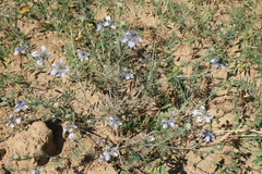 Nigella gallica