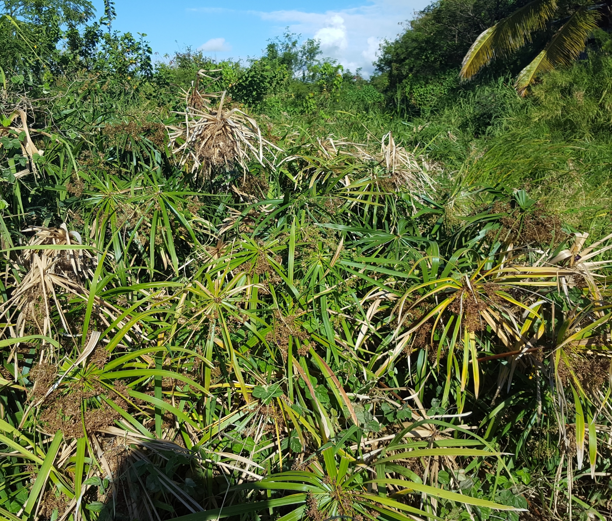 (c) François Rousseu, certains droits réservés (CC BY-NC) https://www.inaturalist.org/observations/90512340
