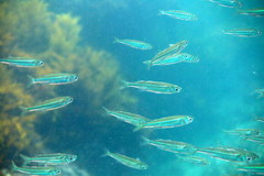 Atherinomorus vaigiensis