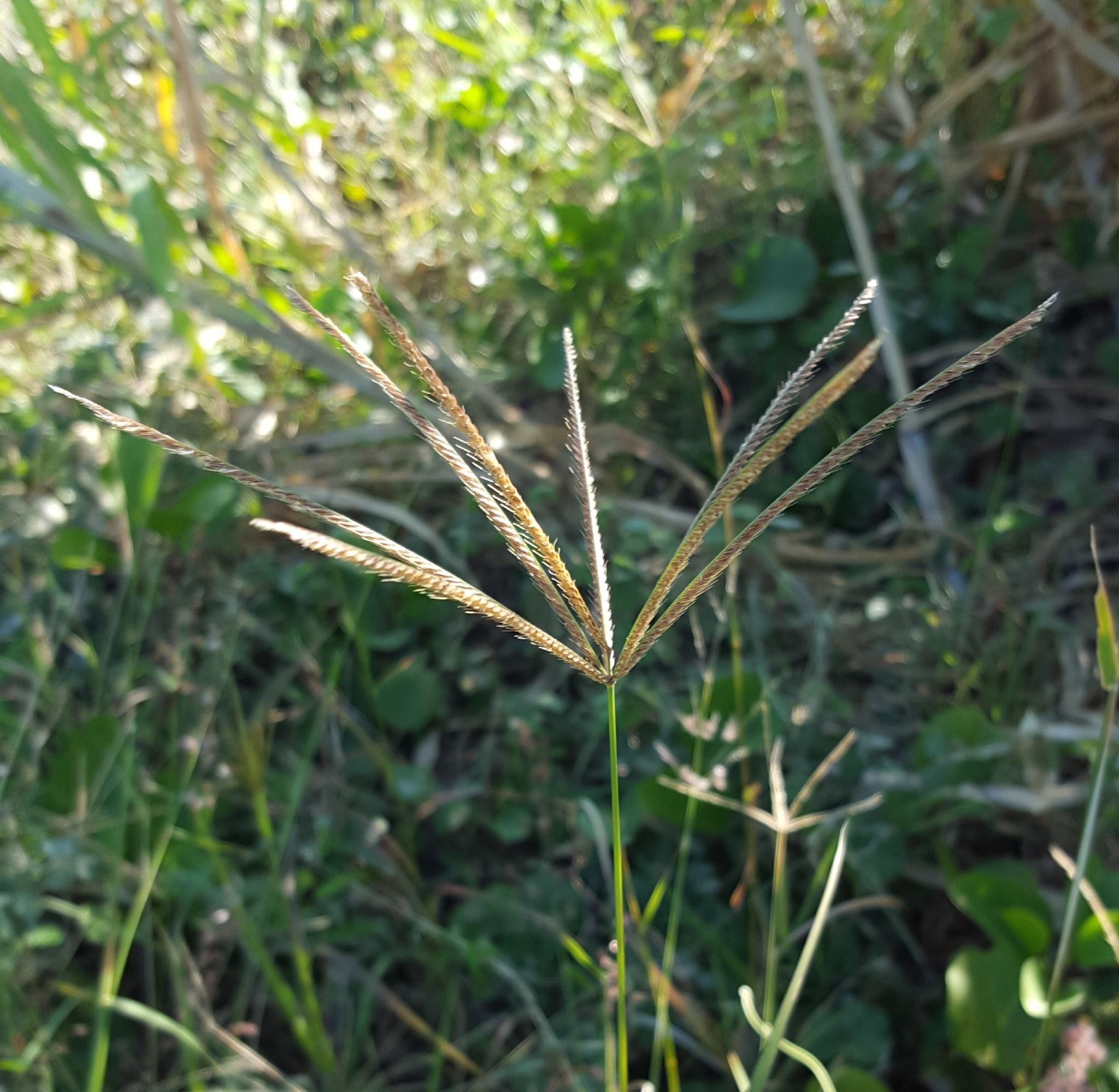 (c) François Rousseu, certains droits réservés (CC BY-NC) https://www.inaturalist.org/observations/90512415