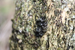 Collema subflaccidum