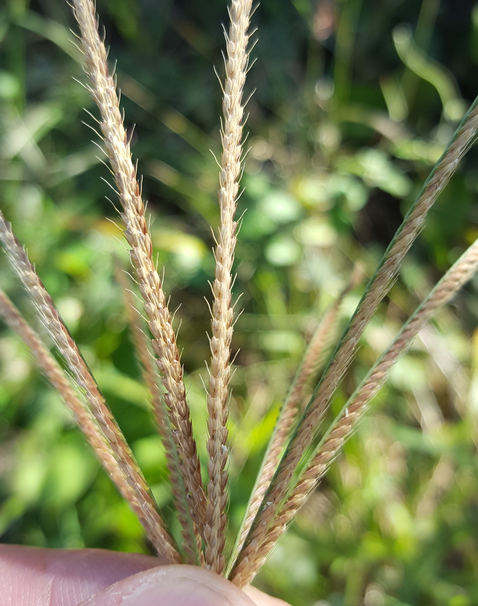 (c) François Rousseu, certains droits réservés (CC BY-NC) https://www.inaturalist.org/observations/90512415