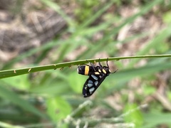 Amata sperbius
