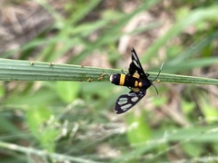 Amata sperbius
