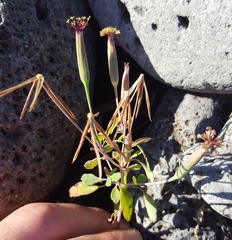 Porophyllum ruderale