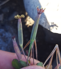 Porophyllum ruderale