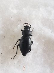 Tentyria sinuaticollis