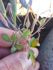 Porophyllum ruderale
