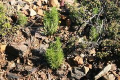 Pentzia peduncularis