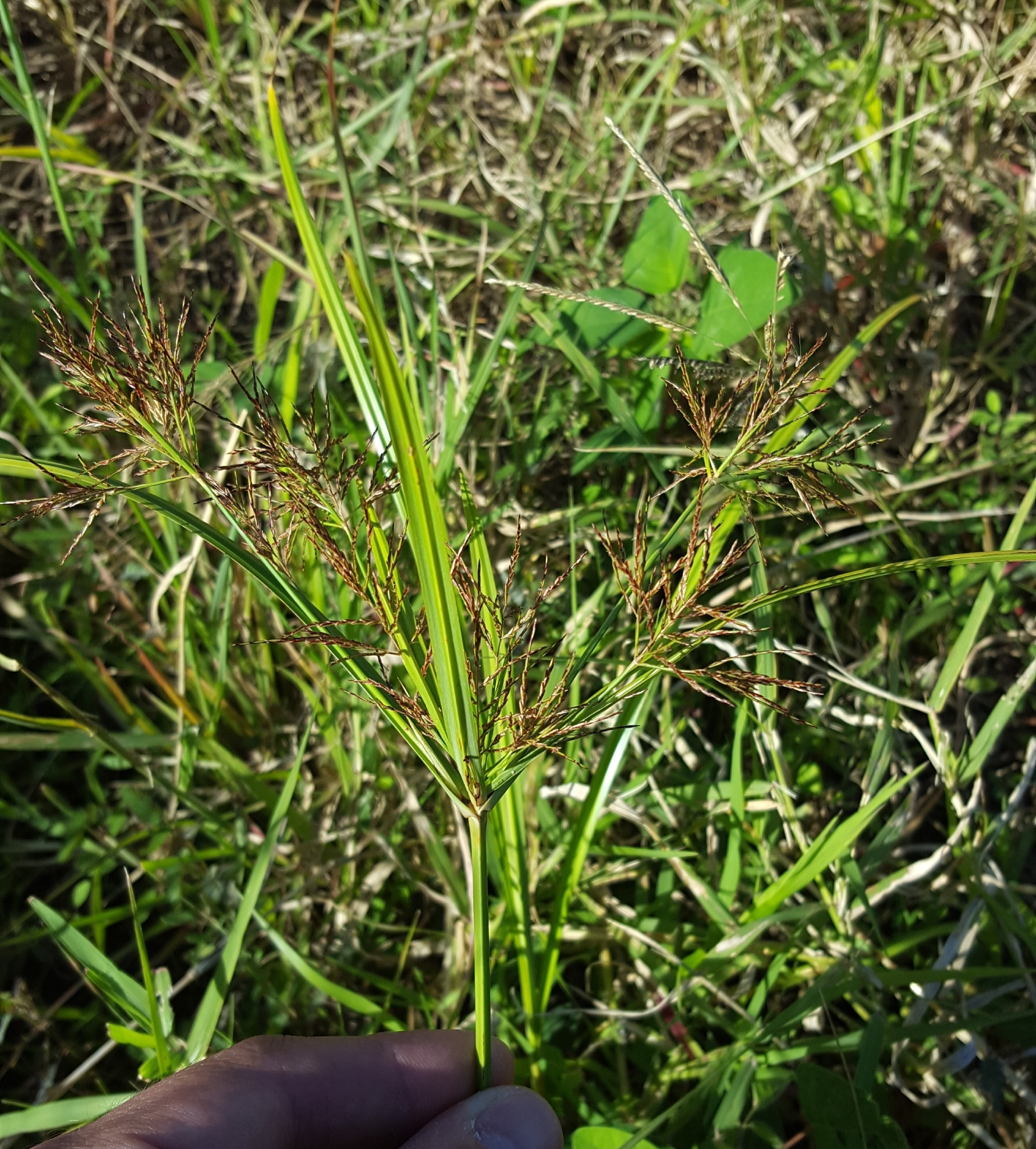 (c) François Rousseu, certains droits réservés (CC BY-NC) https://www.inaturalist.org/observations/90512478