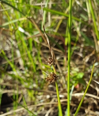 Cyperus difformis image