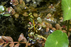 Ceriagrion melanurum
