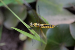 Lyriothemis pachygastra
