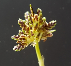 Cyperus difformis image