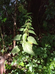 Urtica dioica