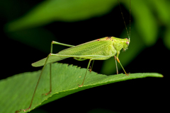 Phaneroptera brevis