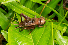 Teleogryllus derelictus