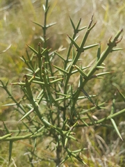 Discaria pubescens
