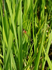 Ischnura pumilio