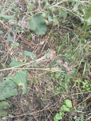 Arctium × ambiguum