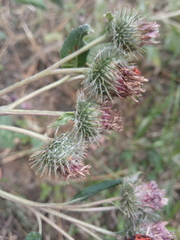 Arctium × ambiguum