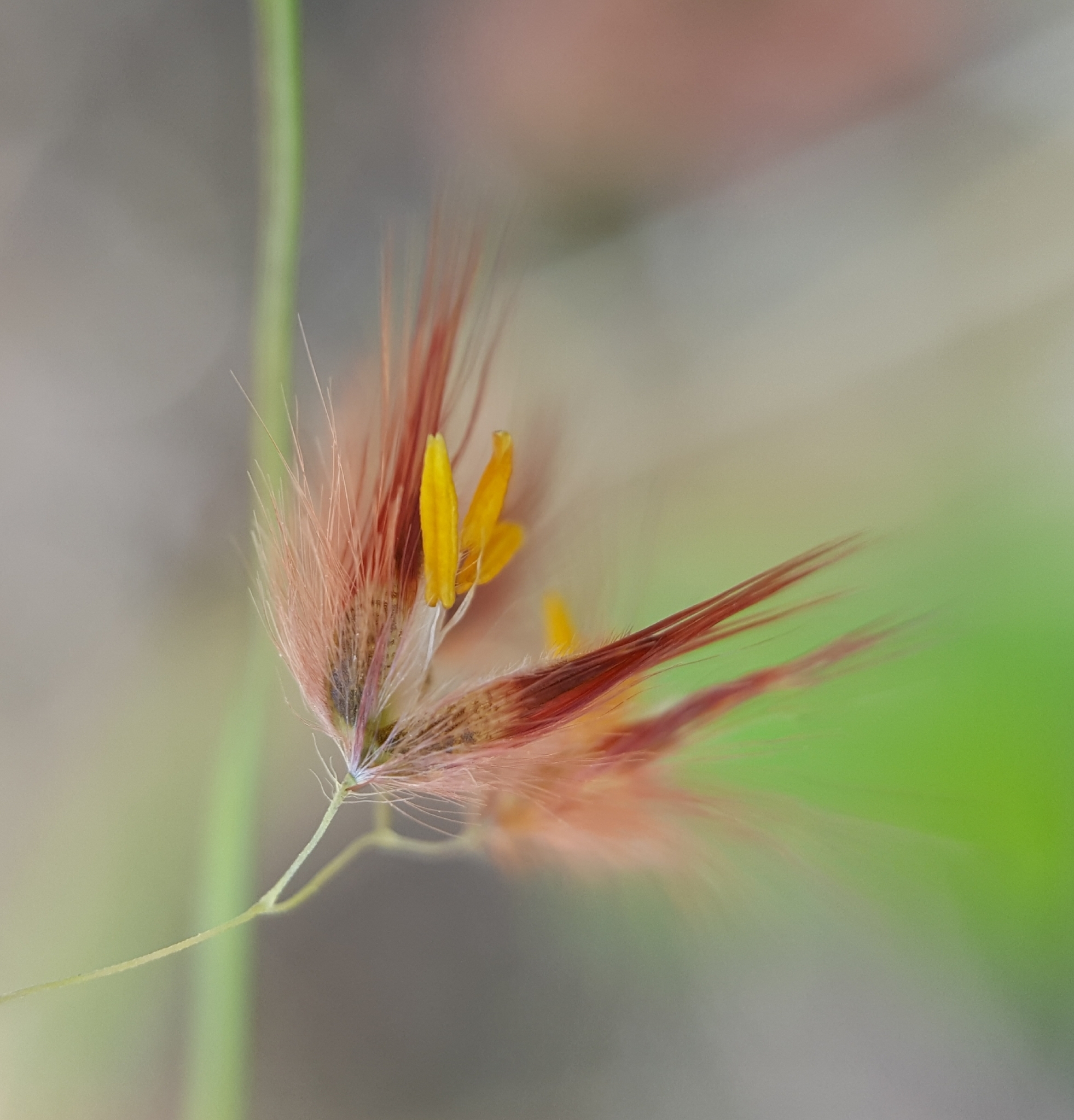 (c) François Rousseu, certains droits réservés (CC BY-NC) https://www.inaturalist.org/observations/90512661