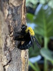 Xylocopa minor