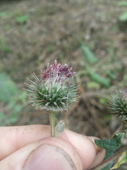 Arctium × ambiguum